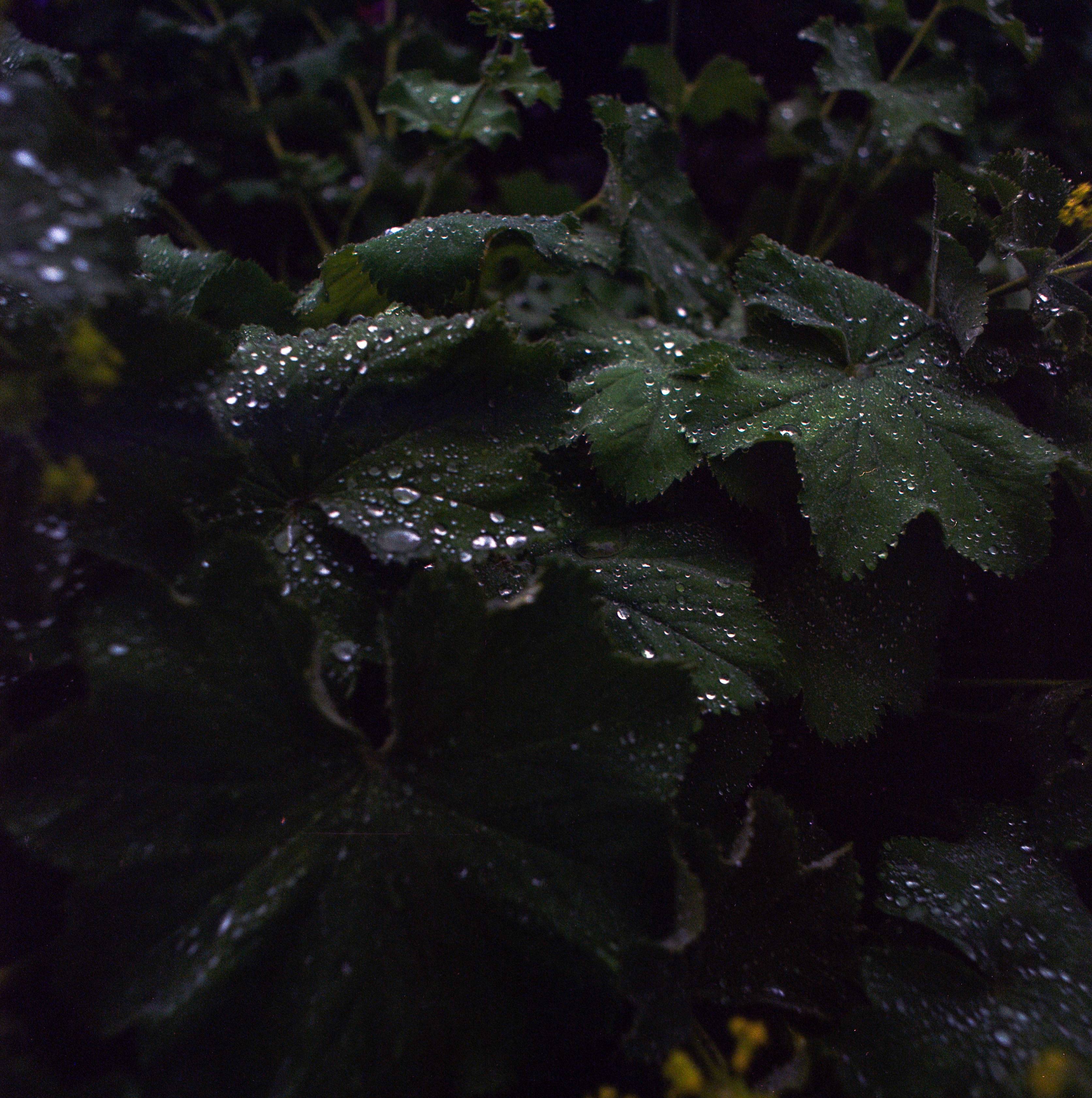 Danish summer, and an old Bronica SQ-A