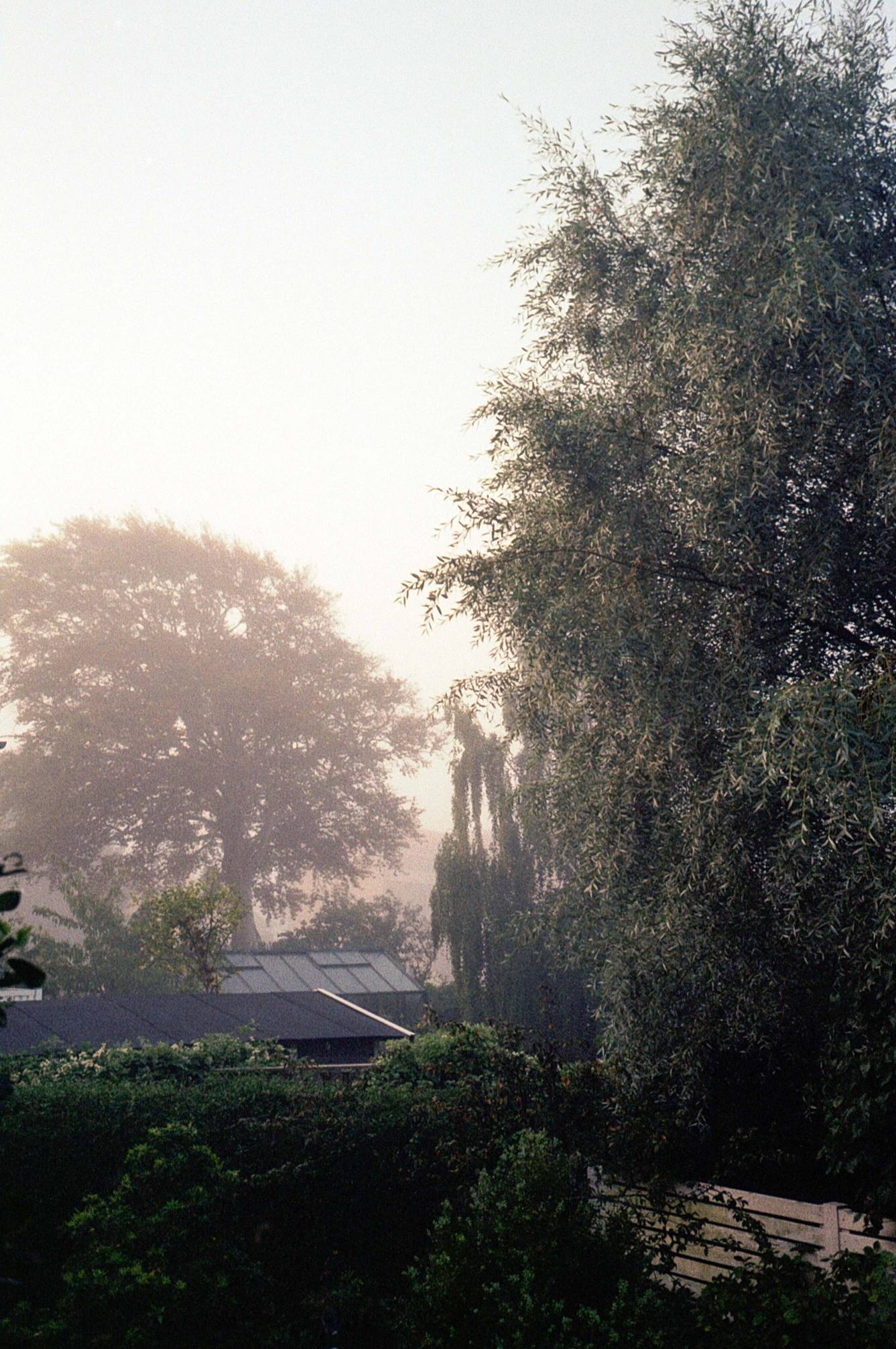 Foggy mornings on film