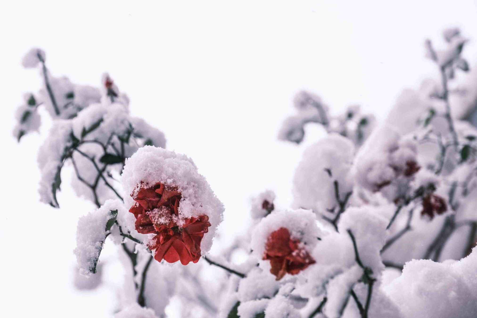 Winter is here